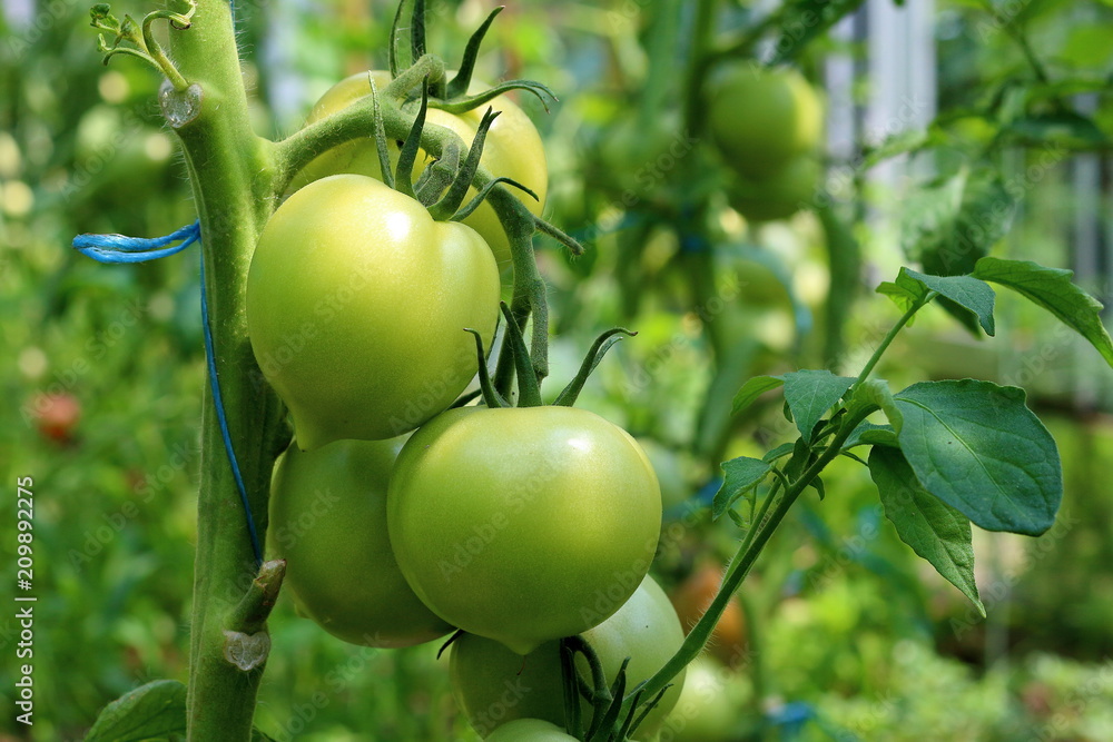 Closeup group of young green tomatoes growing in greenhouse. Green tomatoes plantation. Organic farming. Agriculture concept. Unripe tomatoes fruit on green stems Closeup group of young green tomatoes growing in greenhouse. Green tomatoes plantation. Organic farming. Agriculture concept. Unripe tomatoes fruit on green stems