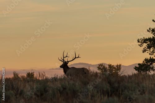 Fototapeta Bull Elk Silhouetted at Sunrise