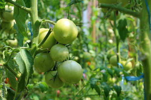 Closeup group of young green tomatoes growing in greenhouse. Green tomatoes plantation. Organic farming. Agriculture concept. Unripe tomatoes fruit on green stems
