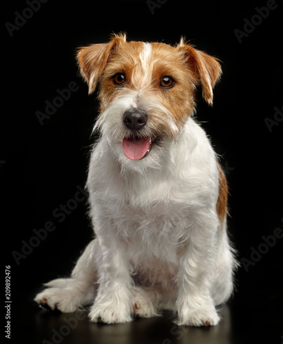 Fotografie, Tablou Jack Russell Terrier Dog on Isolated Black Background in studio