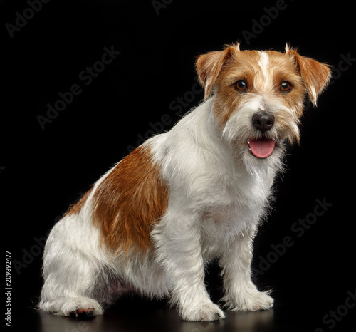 Jack Russell Terrier Dog on Isolated Black Background in studio