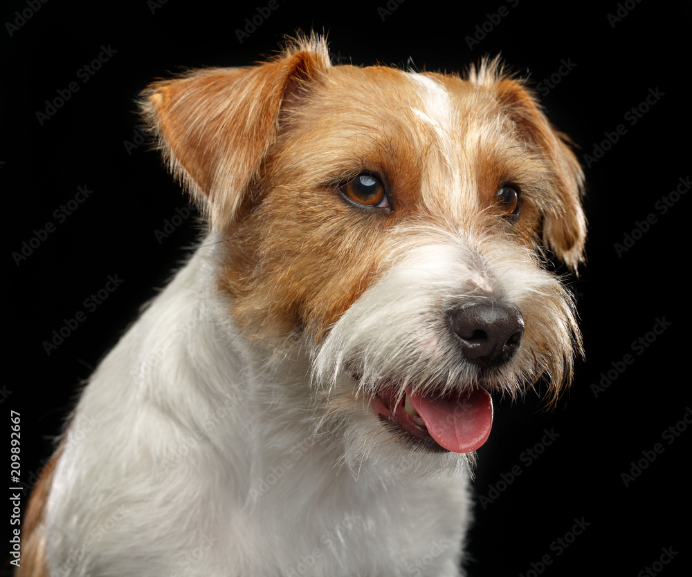 Jack Russell Terrier Dog on Isolated Black Background in studio Jack Russell Terrier Dog on Isolated Black Background in studio