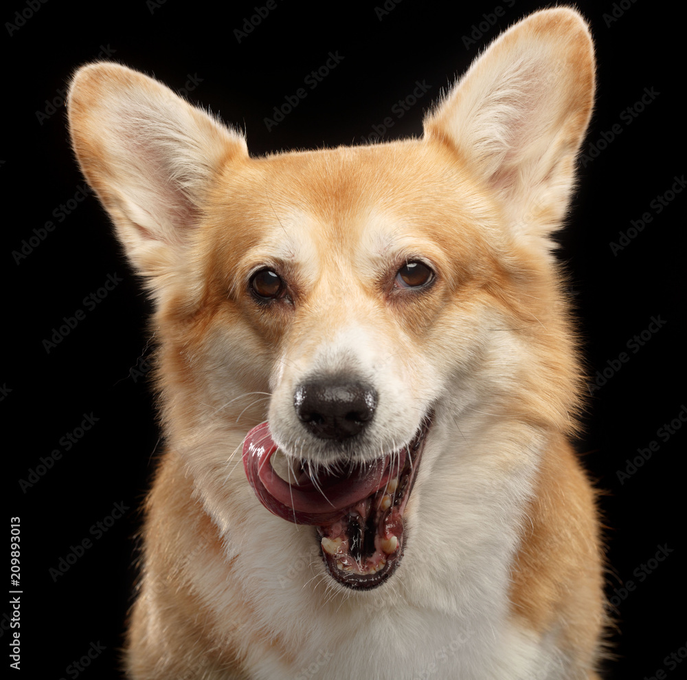 Welsh Corgi Pembroke Dog Isolated on Black Background in studio Welsh Corgi Pembroke Dog Isolated on Black Background in studio
