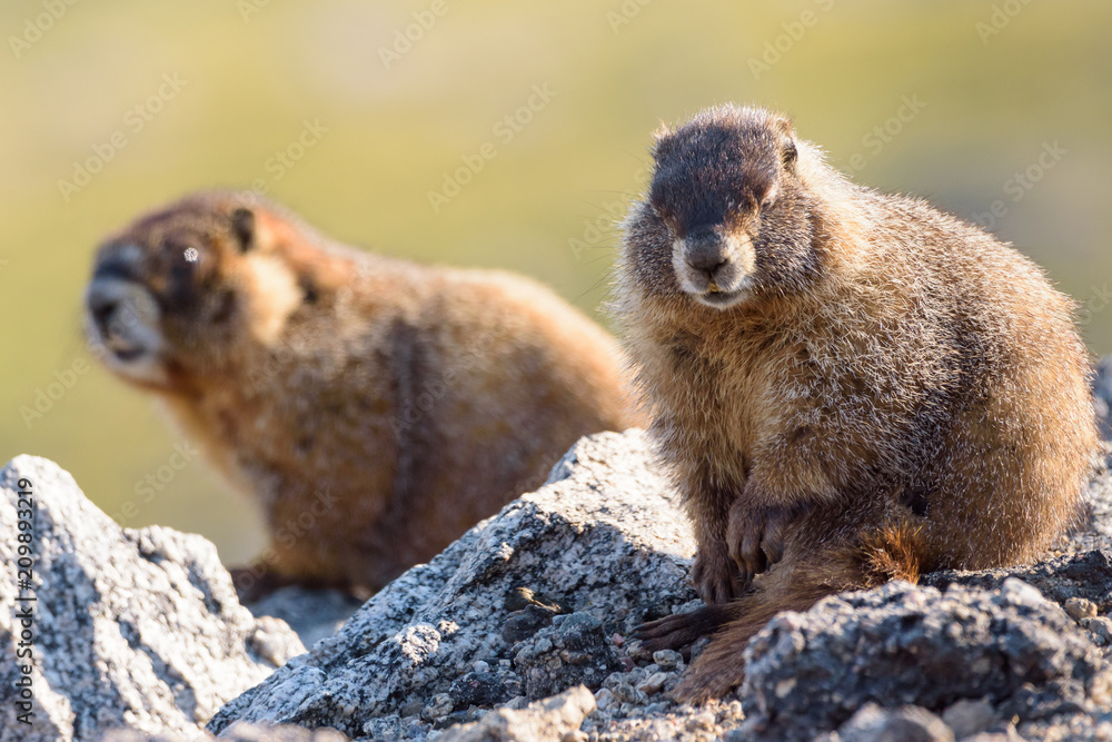 Marmot Resting on Rock at the Top of Mount Evans, Colorado