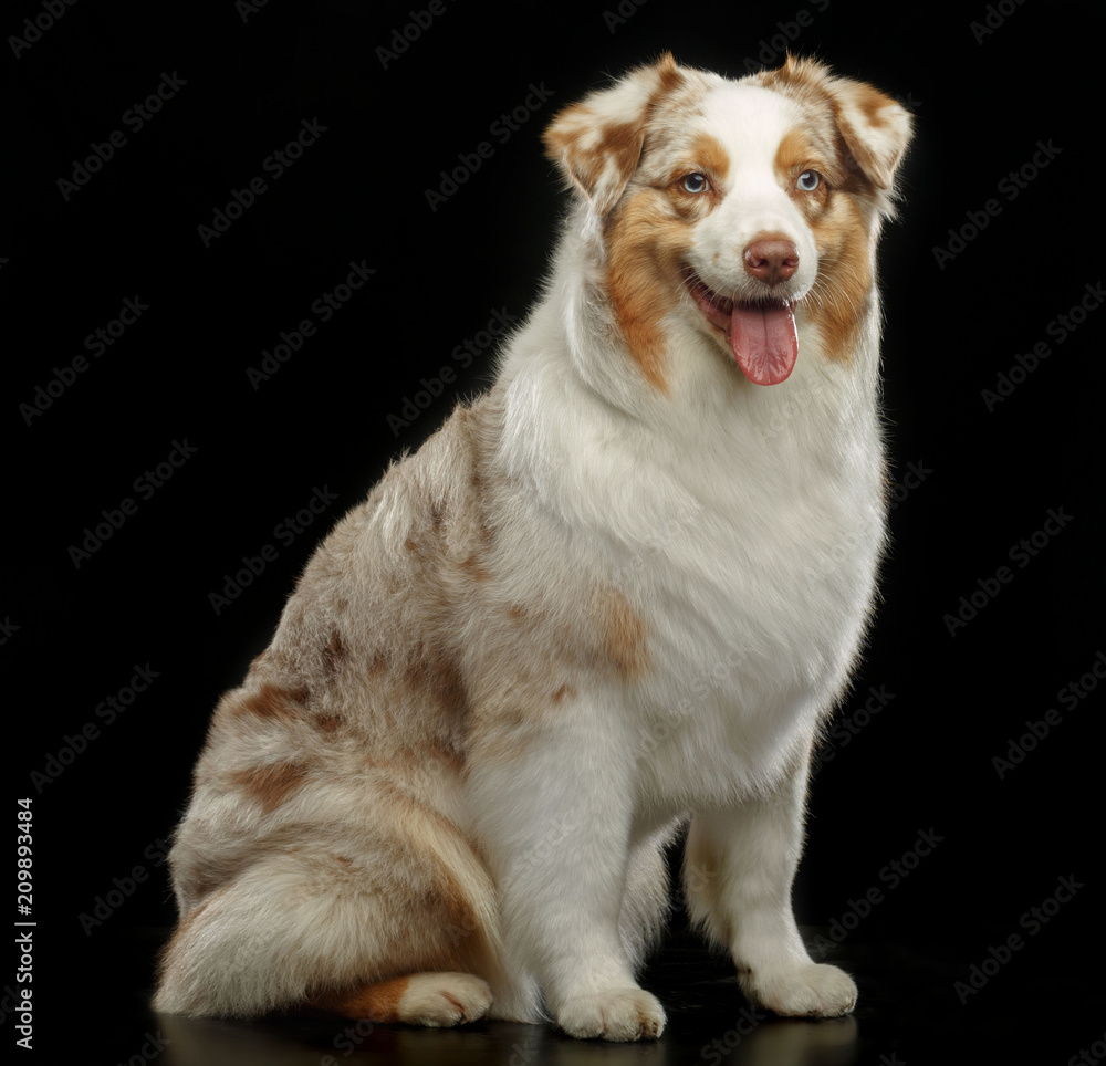 Australian Shepherd Dog on Isolated Black Background in studio Australian Shepherd Dog on Isolated Black Background in studio