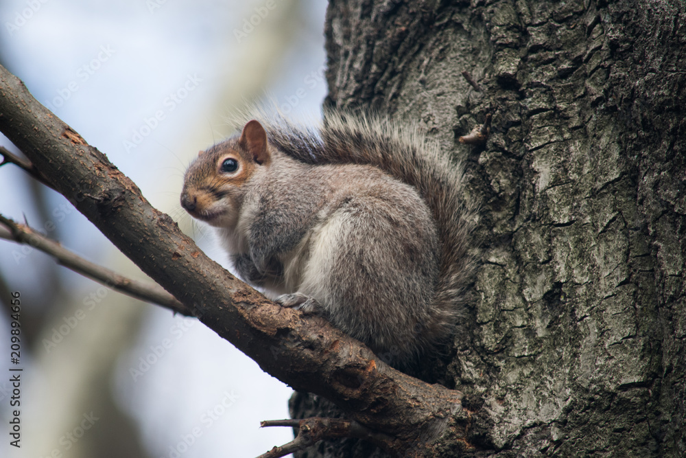 A squirrel crouching on a tree branch looking cute A squirrel crouching on a tree branch looking cute