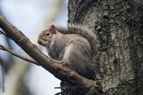 A squirrel crouching on a tree branch looking cute © Lucy Rock