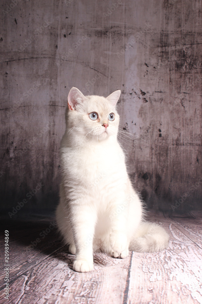 Britisch Kurzhaar Katze - weiß mit blauen Augen – Stock-Foto | Adobe Stock