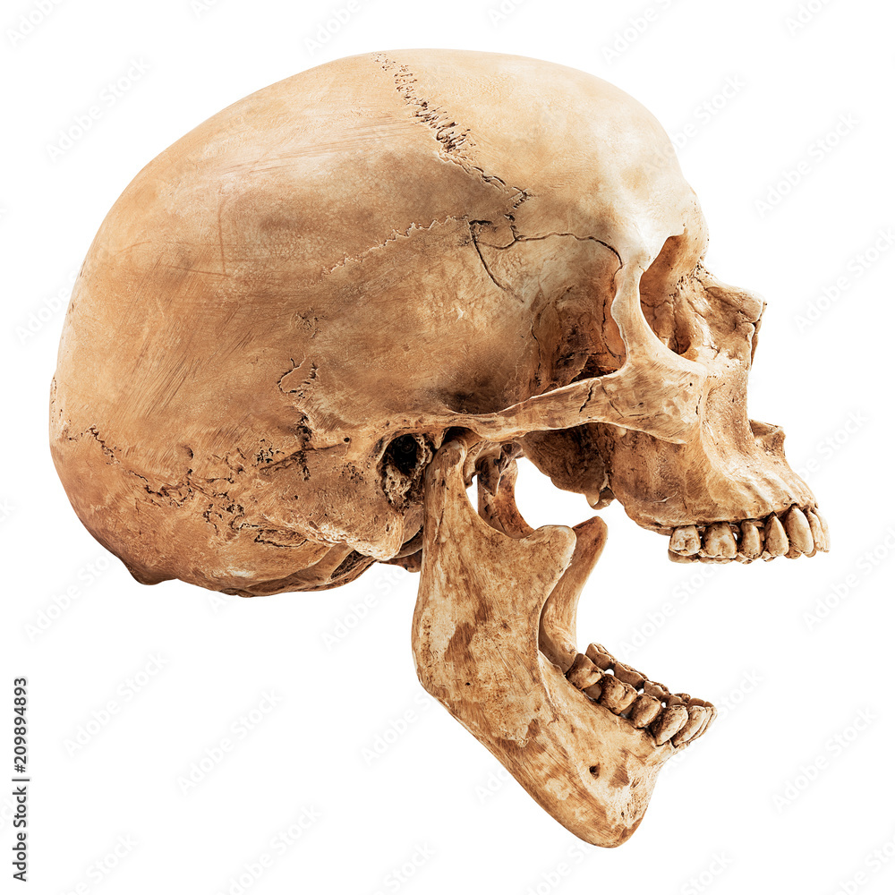 Fototapeta premium Human skull isolated