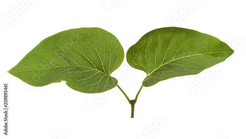 Young escape of lilac, with two leaves, isolated on white