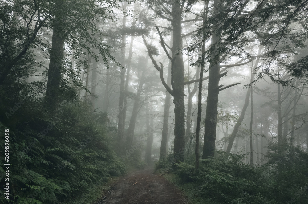 path on forest