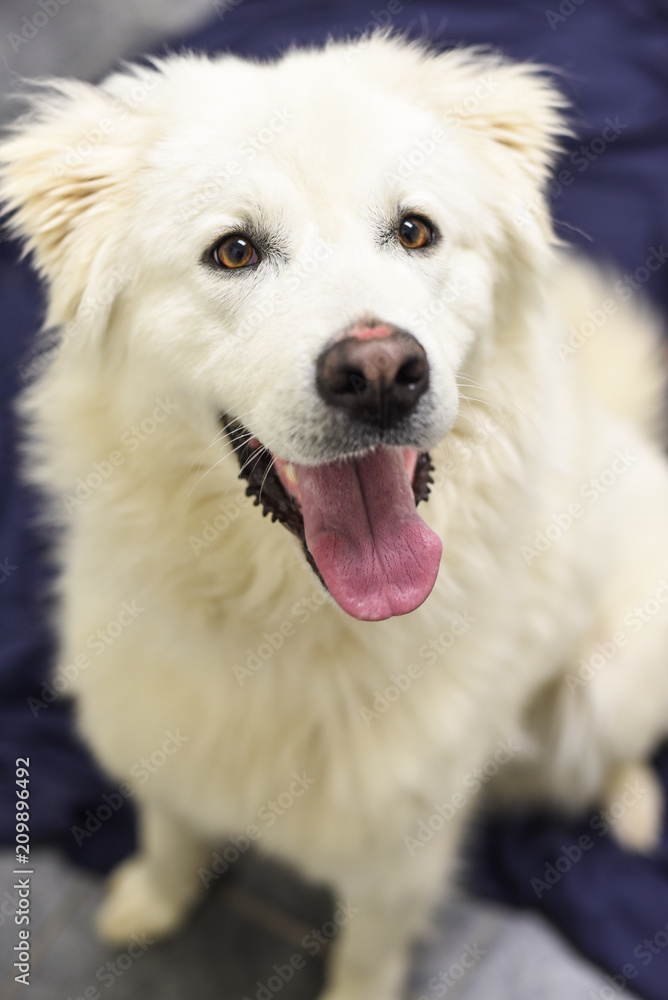 White Husky Lab cross White Husky Lab cross