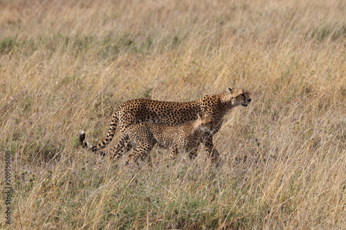 サバンナの野生のチーター