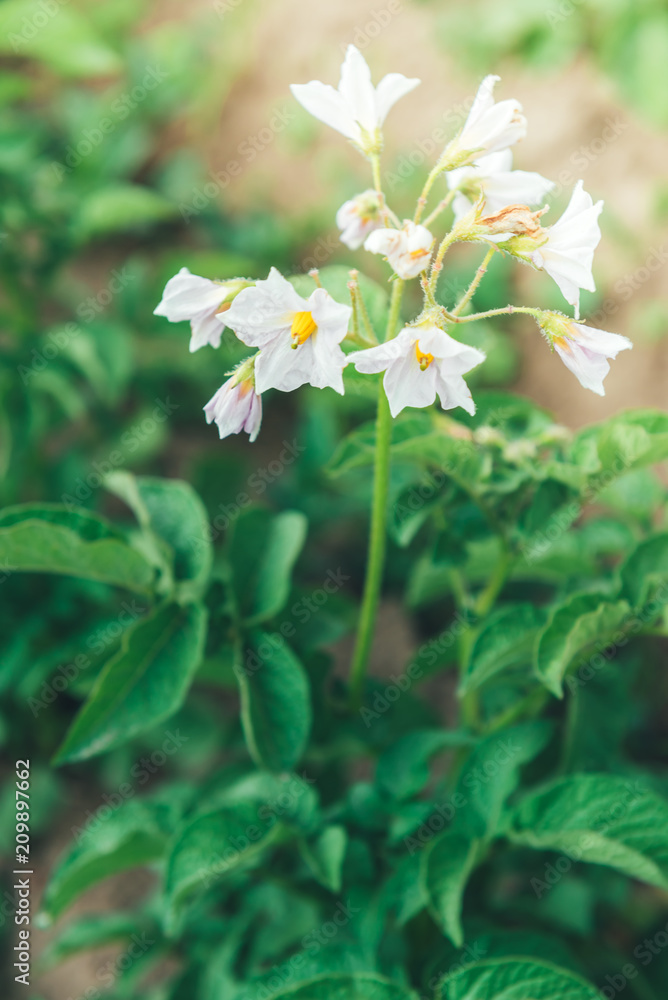 Young green sprouts of potatoes growing on the soil. Potato flowers in the garden. Potato field. Young green sprouts of potatoes growing on the soil. Potato flowers in the garden. Potato field.