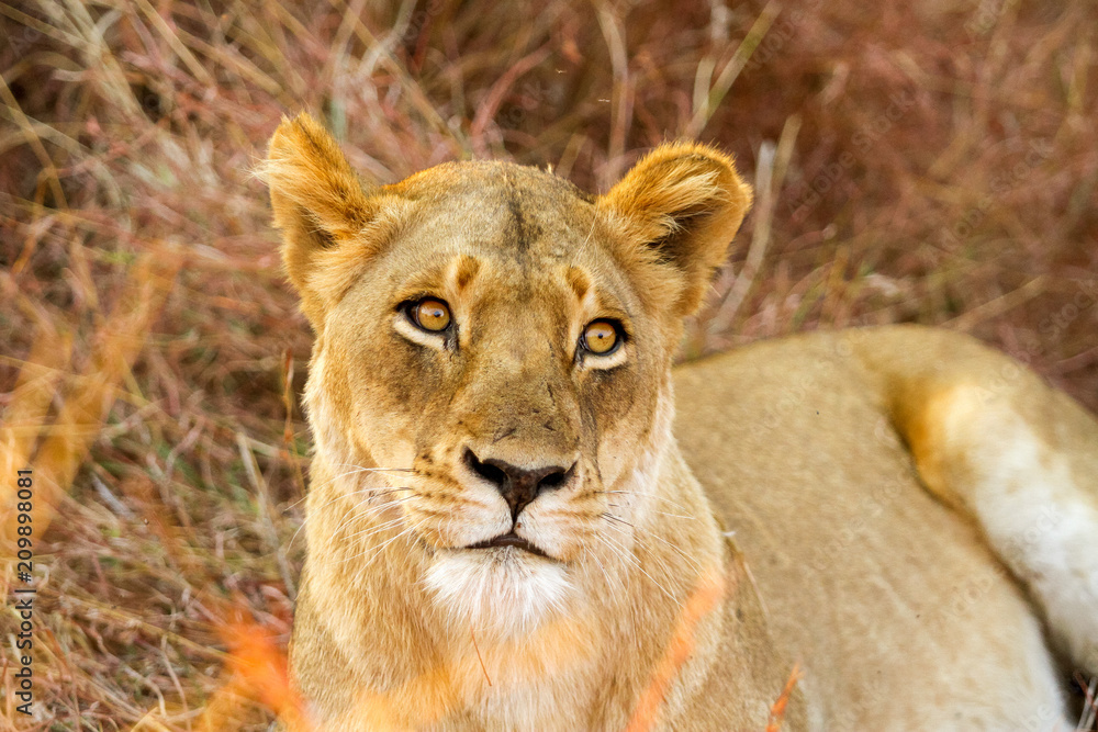 African Lion hiding in long grass African Lion hiding in long grass