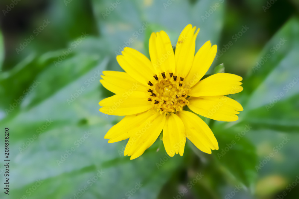 Yellow flowers with lots of pollen. Yellow flowers with lots of pollen.
