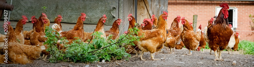Hahn und Hühner auf einem alten Bauernhof, Banner
