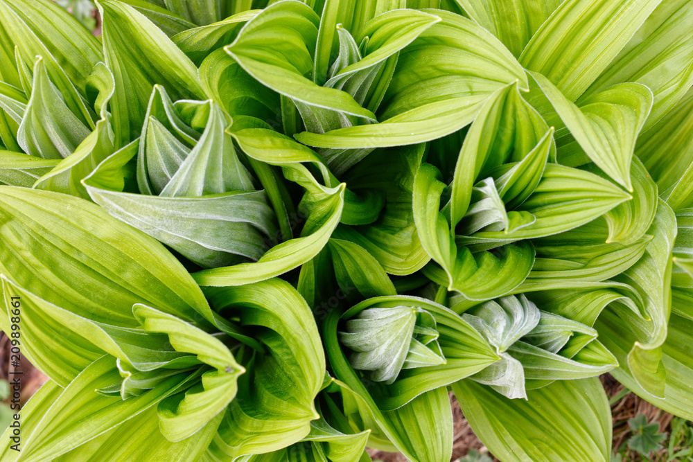 Fototapeta premium Veratrum album in Laguzalpe, Austria