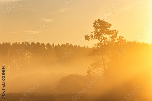 Pine silhouette in sunrise morning misty light © NemanTraveler