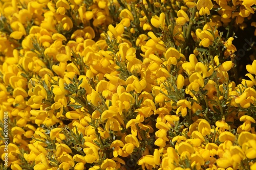 Arbusto de flores amarillas. Flores amarillas. © AngelLuis