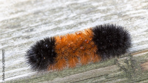 Orange & black striped woollybear caterpillar, Pyrrharctia isabella, close up with its spines & secretions. Thought to predict the severity of the coming winter. They become Isabella Tiger Moth