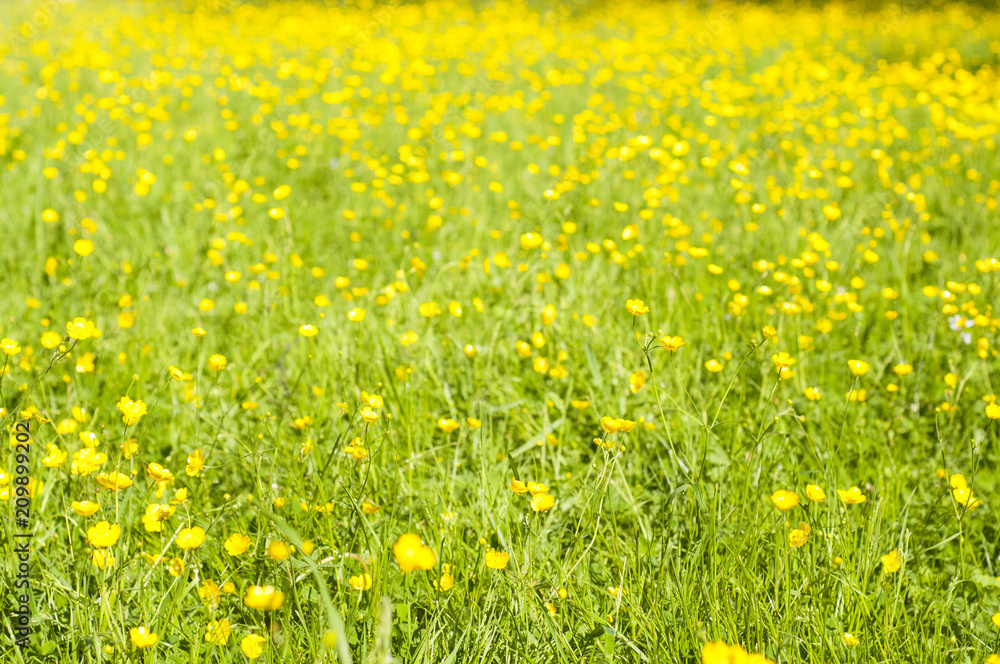 Fototapeta premium Blooming lawn with tiny yellow flowers