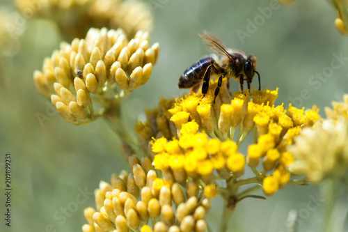 Abeille sur immortelle - Corse