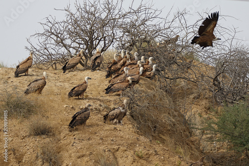 Griffon Vultures are residents now and making acome  back after the fall in population in Pakistan photo