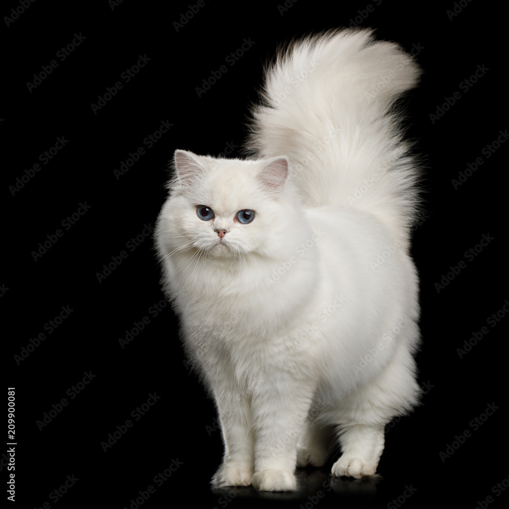 Furry British breed Cat, White color with Blue eyes, Standing with tail up on Isolated Black Background, front view