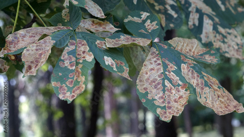 tree with sick leaves photo