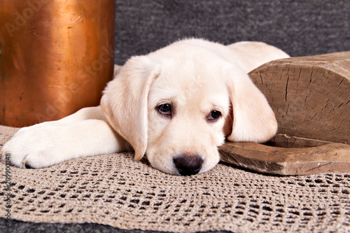 Puppy Labrador retriever lying on the rug next to the openwork wooden bowl and a copper kettle