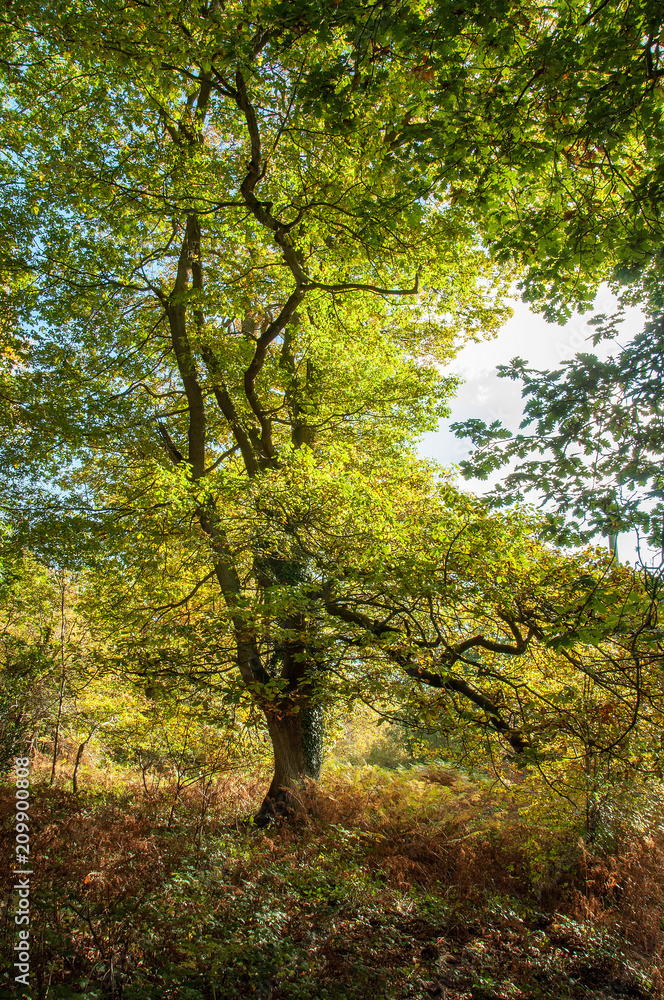 Autumn scenery in the Forest of Dean, Gloucestershire, England.