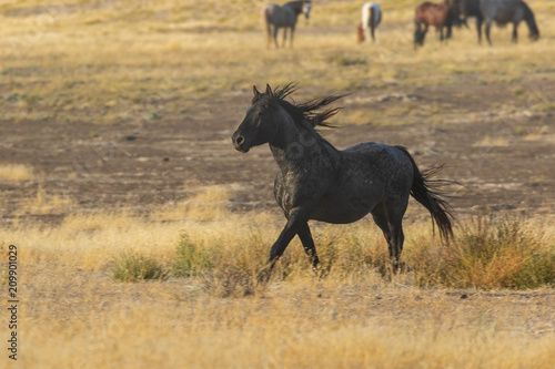 Wild Horse Stallion © natureguy