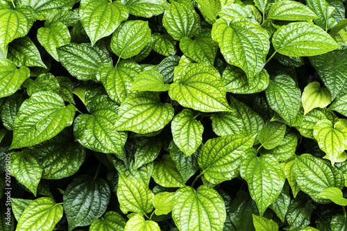 Green Leaves background