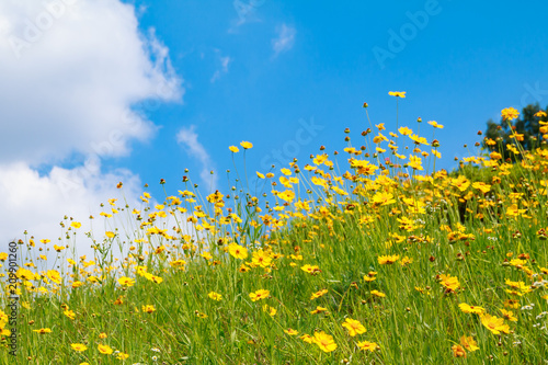 flowery hill under blue sky