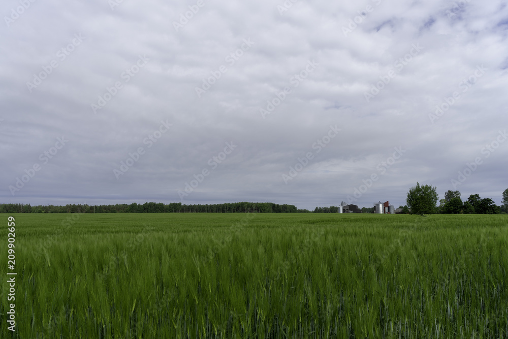 Obraz premium Green fields of grass