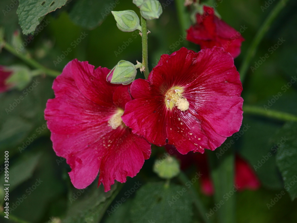 Mallow Mallow