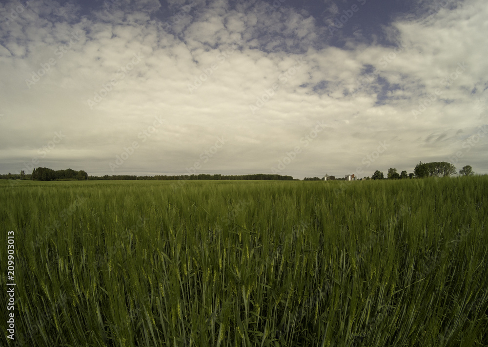 Green fields of grass