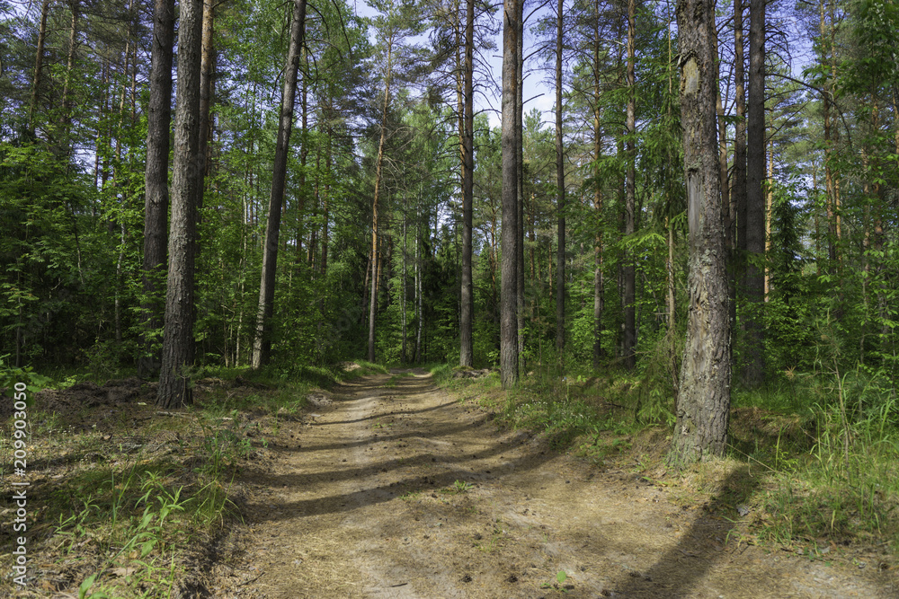 Obraz premium Forest on a summer day. Rustic summer landscape.