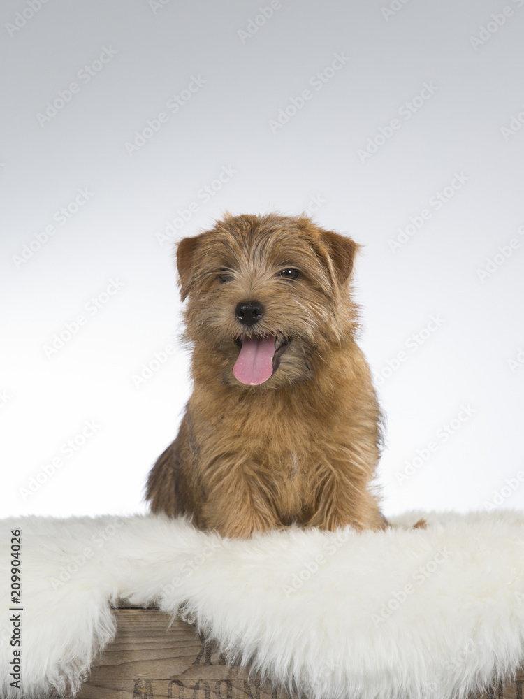 Norfolk Terrier Puppy Portrait Image Taken In A Studio With White Background Stock Photo Adobe Stock Norfolk Terrier Puppy Portrait Image Taken In A Studio With White Background Stock Photo Adobe Stock