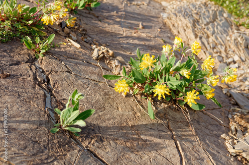 Anthyllis vulneraria at Furkajoch, Vorarlberg, Austria photo