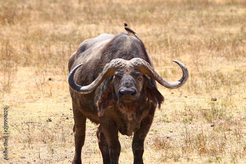 サバンナのバッファロー