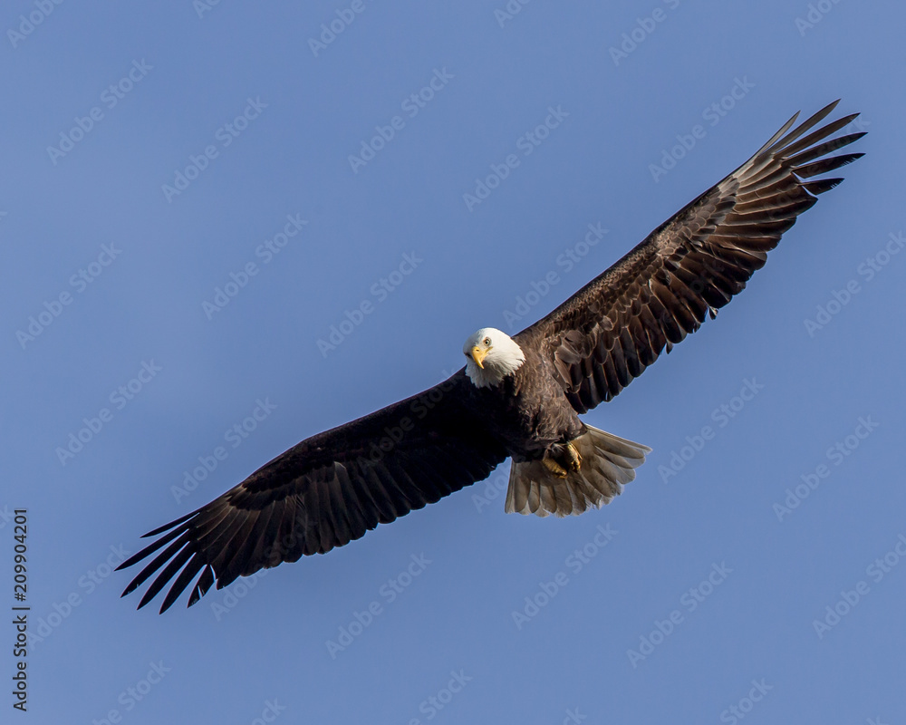 Obraz premium Bald Eagle Flying