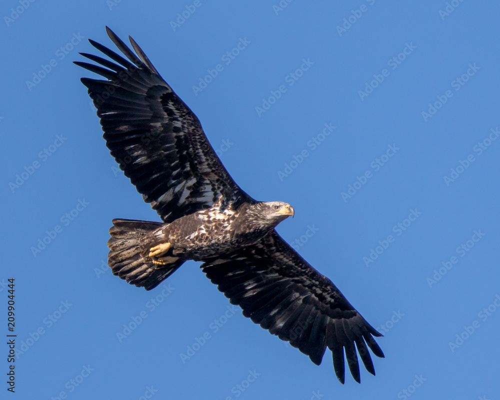 Obraz premium Bald Eagle Flying