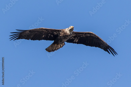 Bald Eagle Flying