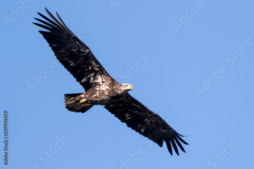 Bald Eagle Flying © dmsphoto