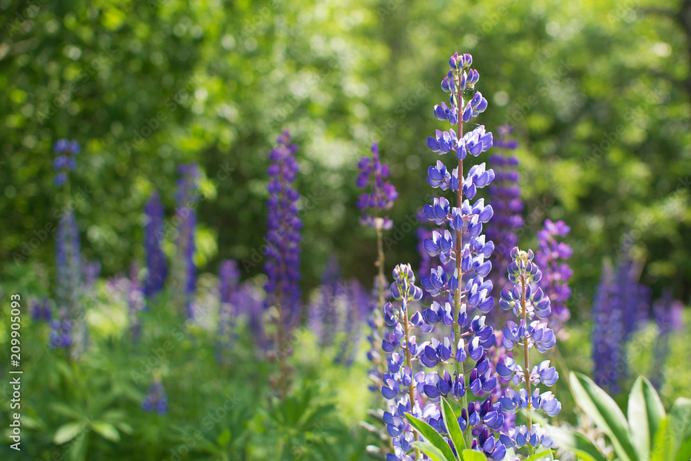 Fototapeta premium Beautiful Lupinus polyphyllus