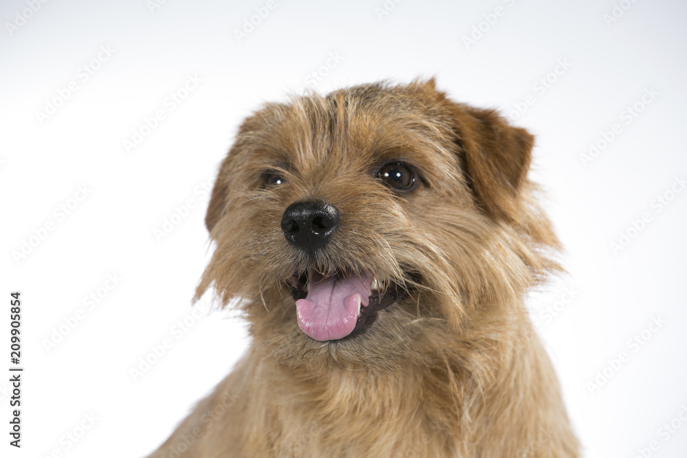 Beautiful dog portrait of a Norfolk terrier. Beautiful dog portrait of a Norfolk terrier.