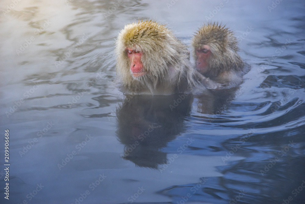 Fototapeta premium Japanese Snow Monkeys relaxing at onsen hot springs