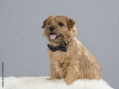 Norfolk terrier dog with black bow. Business and funny looking dog.